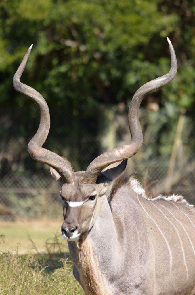 greater kudu