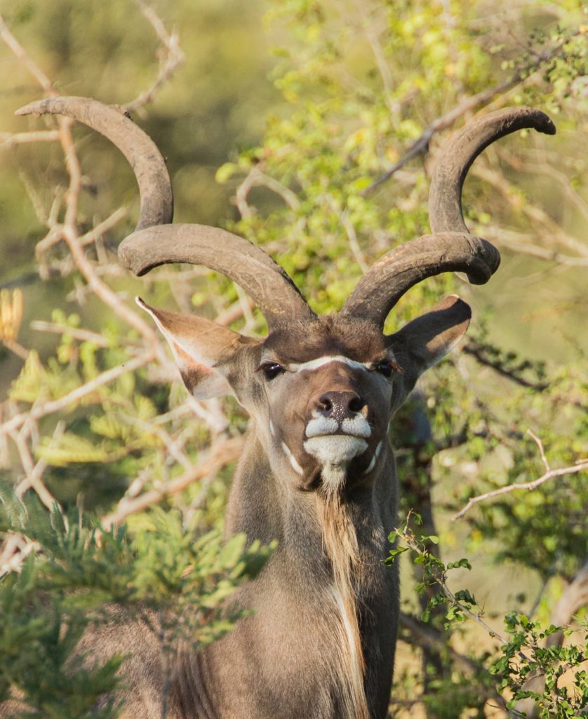 kudu in bush