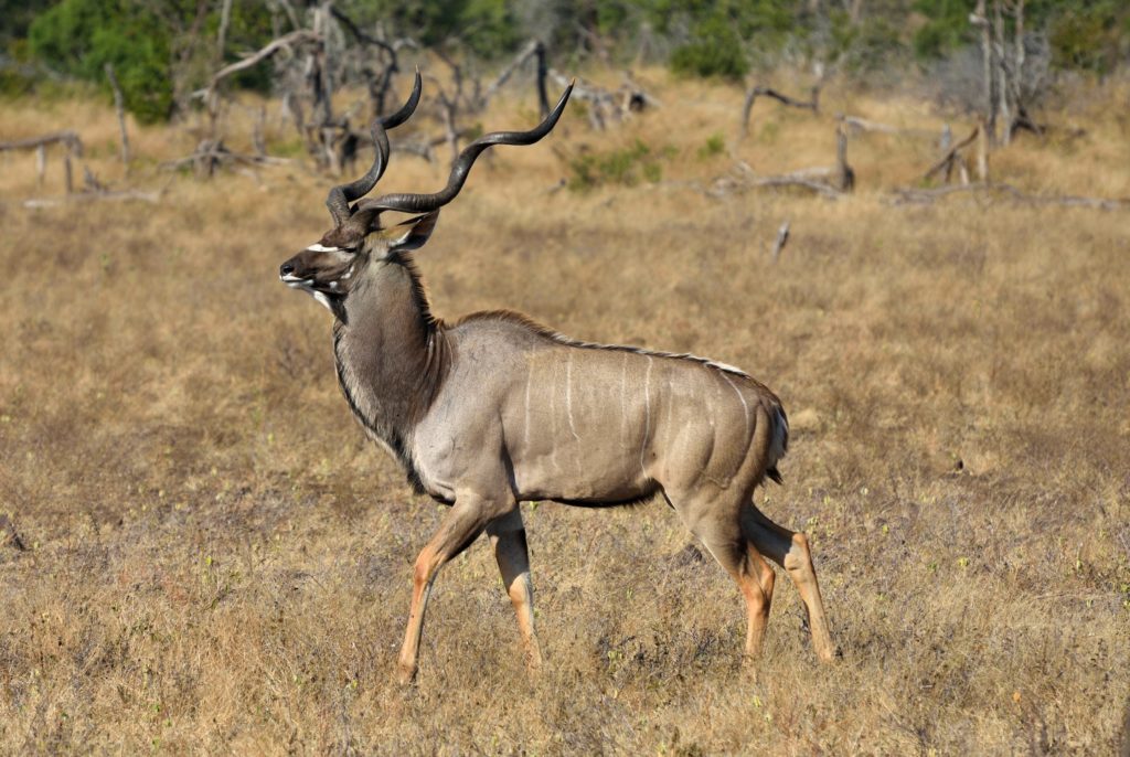 kudu in savannah